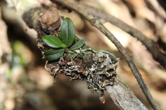 Drymoanthus adversus