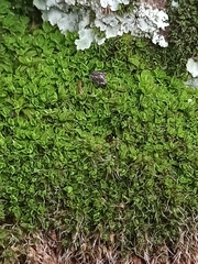 Tortula muralis