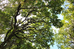 Drymoanthus adversus