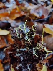 Xerocomus ferrugineus