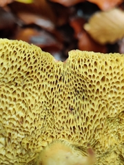 Xerocomus ferrugineus