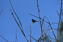 Phylloscopus collybita
