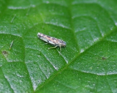 Eupteryx