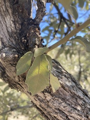 Quercus grisea