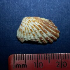 Cardites floridanus