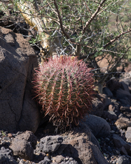 Ferocactus