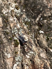 Calliphoridae