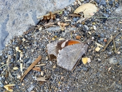 Libytheana carinenta mexicana