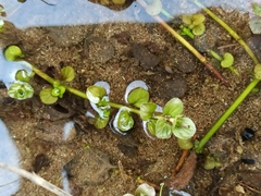 Lysimachia nummularia