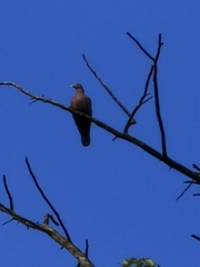 Patagioenas flavirostris