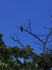 Patagioenas flavirostris