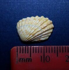 Cardites floridanus
