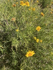 Sidneya tenuifolia