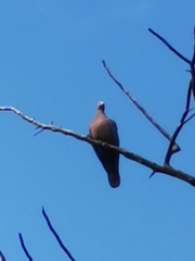 Patagioenas flavirostris