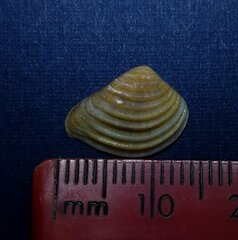 Anomalocardia cuneimeris