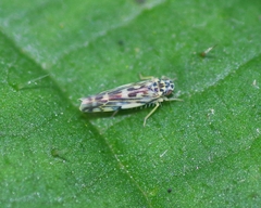 Eupteryx
