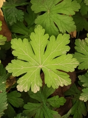 Geranium macrorrhizum