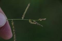 Urochloa reptans