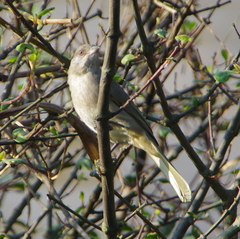 Pycnonotus blanfordi