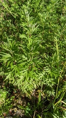 Artemisia indica