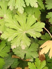 Geranium macrorrhizum