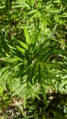 Artemisia indica
