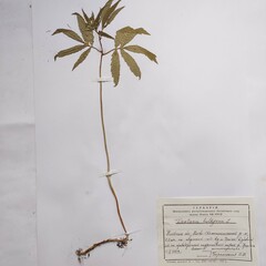 Cardamine bulbifera