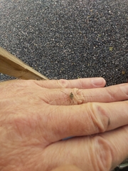 Dicranopalpus