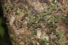 Bulbophyllum pygmaeum