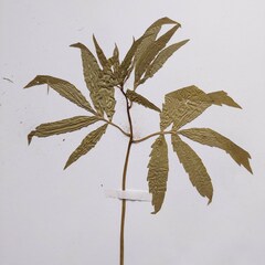 Cardamine bulbifera
