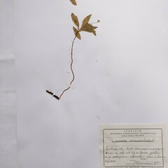 Anemonoides ranunculoides