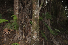 Bulbophyllum pygmaeum
