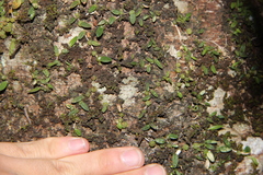 Bulbophyllum pygmaeum