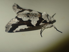 Declana egregia