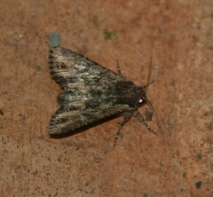 Mniotype occidentalis