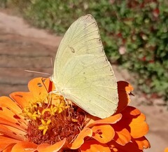 Phoebis agarithe fisheri