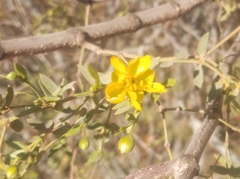 Larrea divaricata