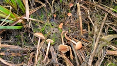 Hypholoma polytrichi