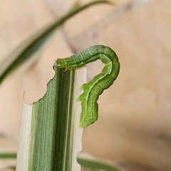 Chrysodeixis chalcites