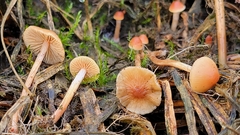 Hypholoma polytrichi