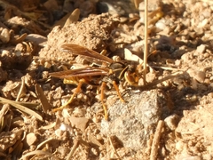 Polistes buyssoni