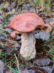 Leccinum albostipitatum