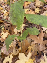 Triosteum perfoliatum