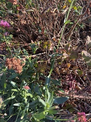 Centranthus ruber