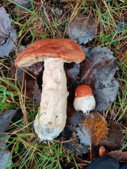 Leccinum albostipitatum