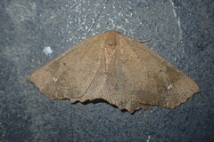 Xyridacma ustaria