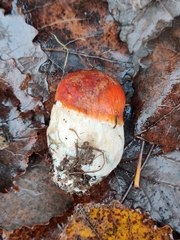 Leccinum albostipitatum