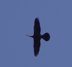 Anhinga melanogaster