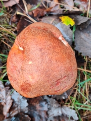 Leccinum albostipitatum