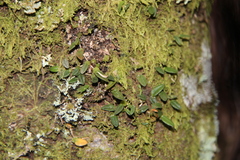 Bulbophyllum pygmaeum